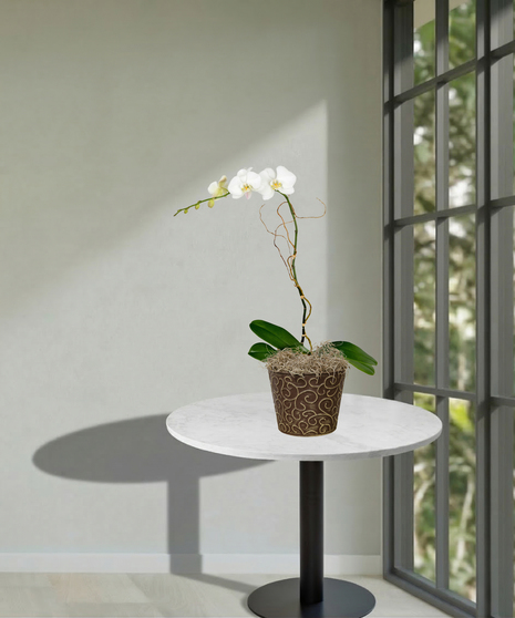 Phalaenopsis Orchid Blooming Plant  delivered  Baton Rouge, LA 