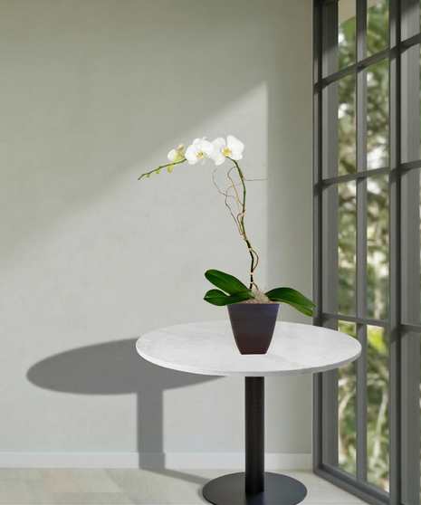 Phalaenopsis Orchid Blooming Plant  delivered  Baton Rouge, LA 