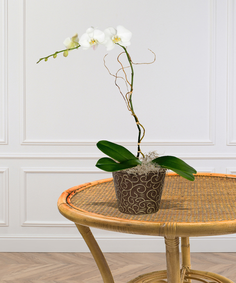 Phalaenopsis Orchid Blooming Plant  delivered  Baton Rouge, LA 