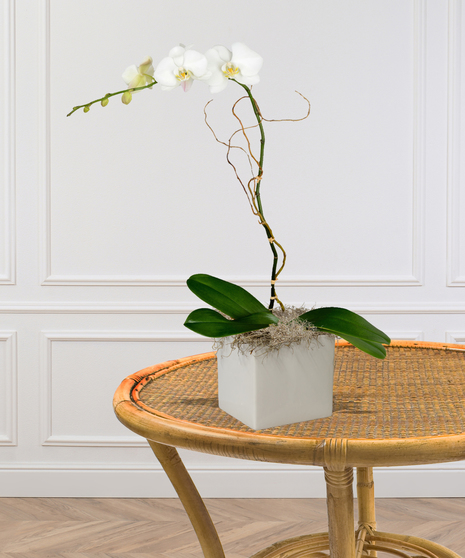 Phalaenopsis Orchid Blooming Plant  delivered  Baton Rouge, LA 
