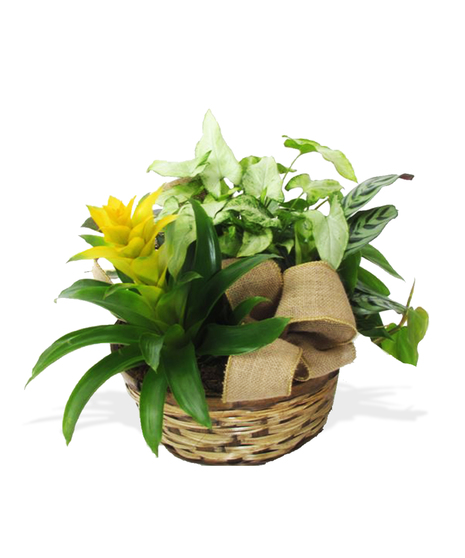 assorted spring blooming plants arranged in basket baton rouge la