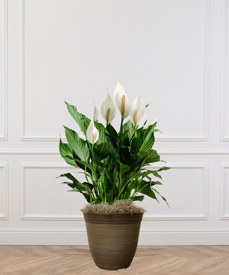 Spathiphyllum Peace Lily Plant Delivery Baton Rouge