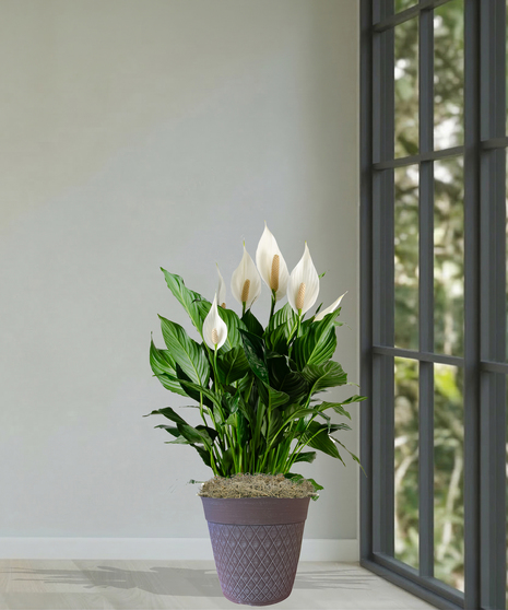 Spathiphyllum Peace Lily Plant Delivery Baton Rouge