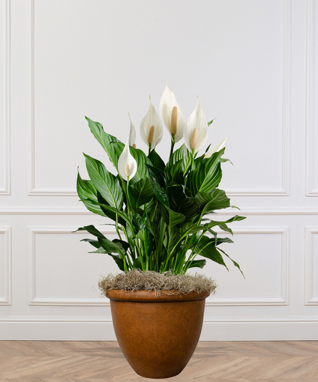 Spathiphyllum Plant - Standard Container