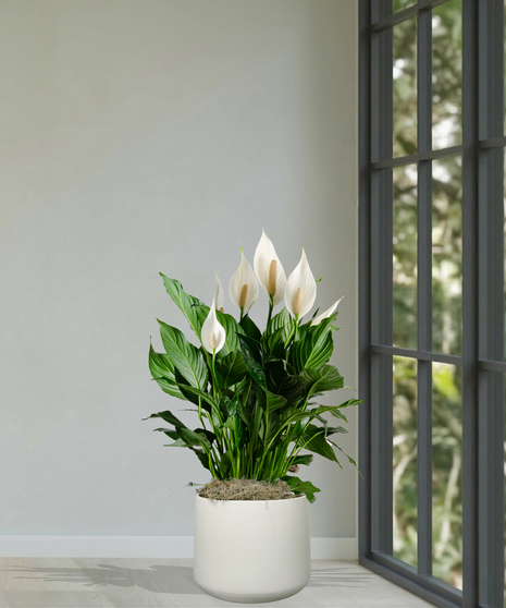 Spathiphyllum Plant - Peace Lily
