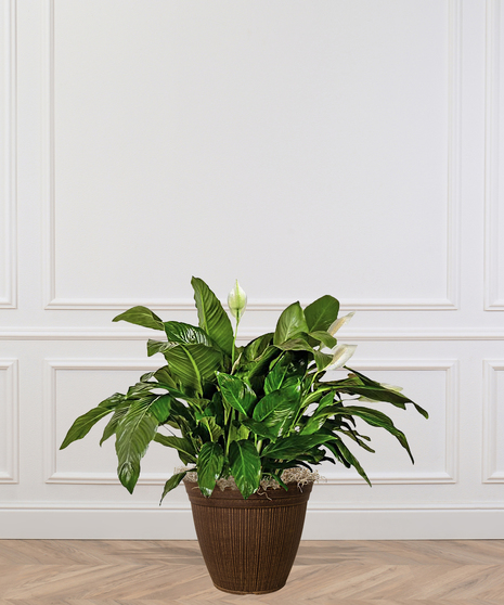 Spathiphyllum Peace Lily Plant Delivery Baton Rouge