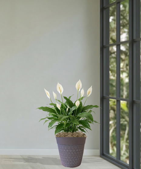 Spathiphyllum Peace Lily Plant Delivery Baton Rouge