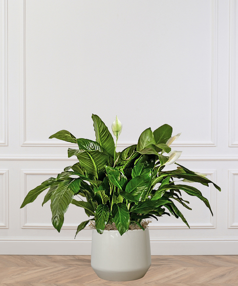 Spathiphyllum Peace Lily Plant Delivery Baton Rouge