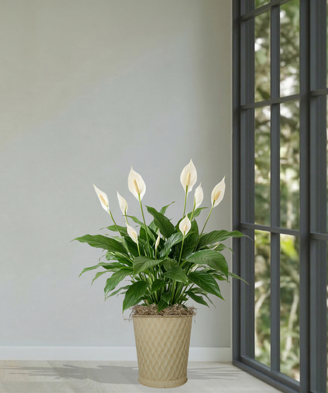 Spathiphyllum Plant - Peace Lily