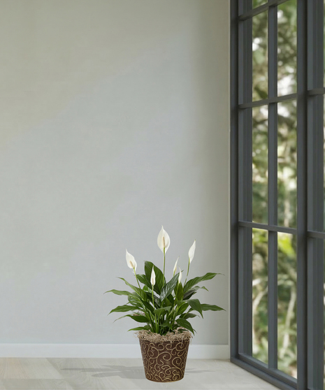 Spathiphyllum Peace Lily Plant Delivery Baton Rouge