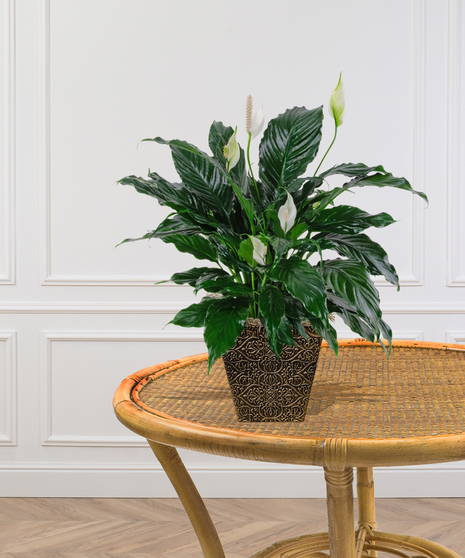 Spathiphyllum Peace Lily Plant Delivery Baton Rouge