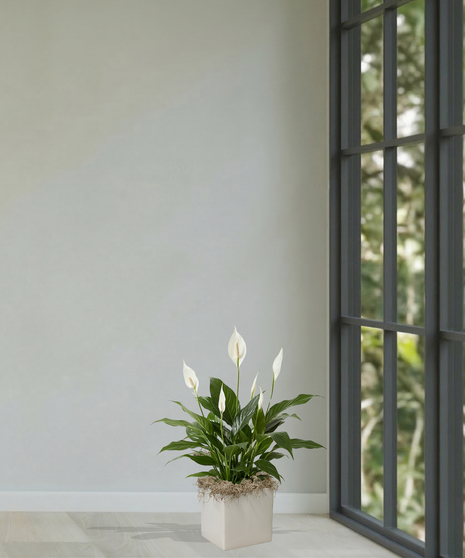 Spathiphyllum Peace Lily Plant Delivery Baton Rouge