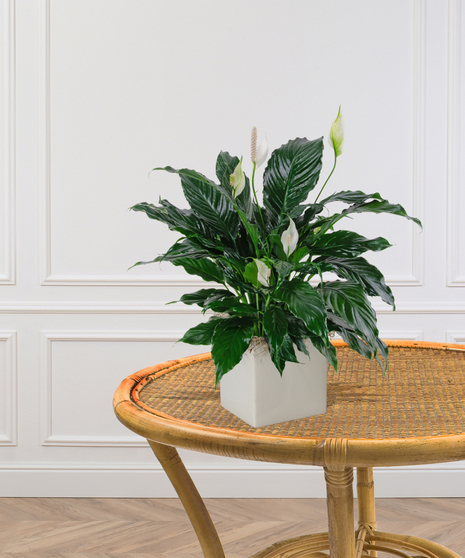 Spathiphyllum Peace Lily Plant Delivery Baton Rouge