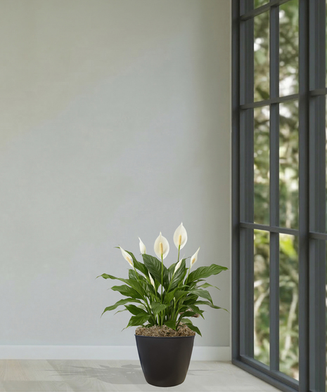 Spathiphyllum Peace Lily Plant Delivery Baton Rouge