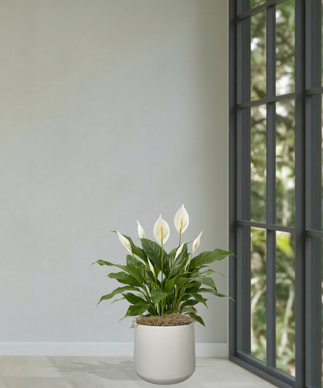 Spathiphyllum Peace Lily Plant Delivery Baton Rouge