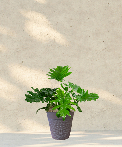 Split Leaf Philodendron