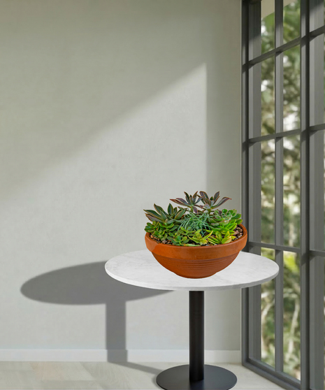 Several green succulents arranged in a special container.