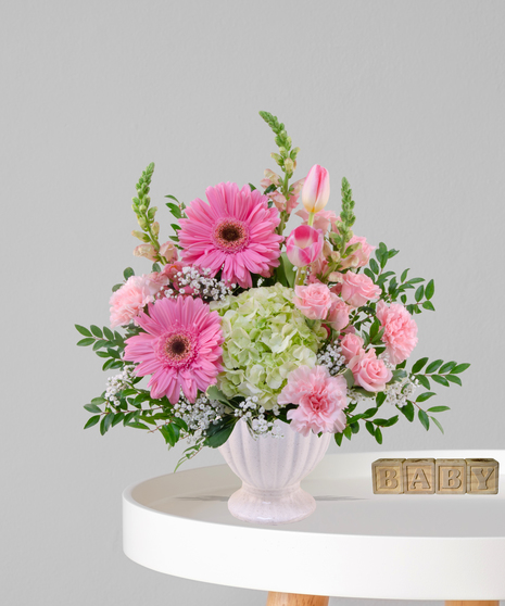 Gerbera Baby