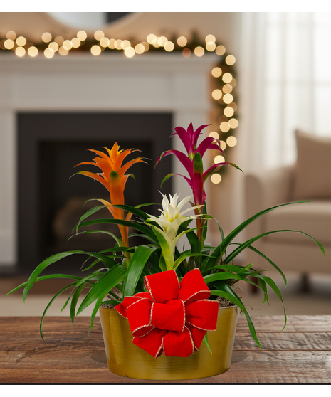 3 tropical blooming bromeliad plant delivered baton rouge LA