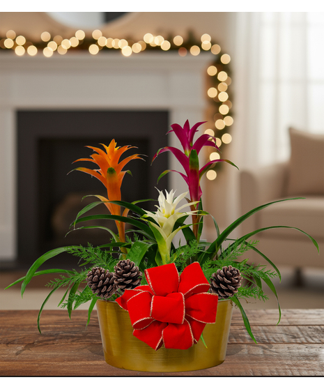 Triple Bromeliad Holiday Planter