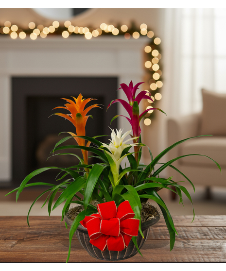 3 tropical blooming bromeliad plant delivered baton rouge LA