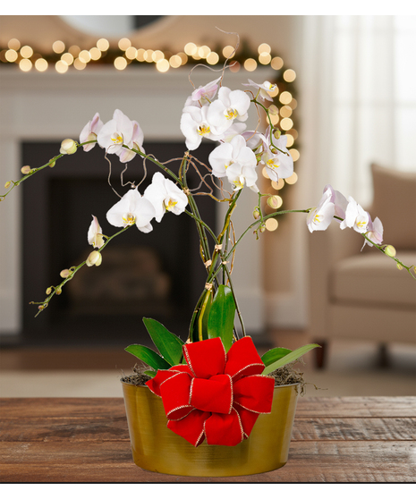 holiday blooming orchid plant delivered baton rouge la