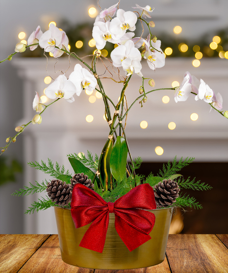 Triple Orchid Holiday Planter