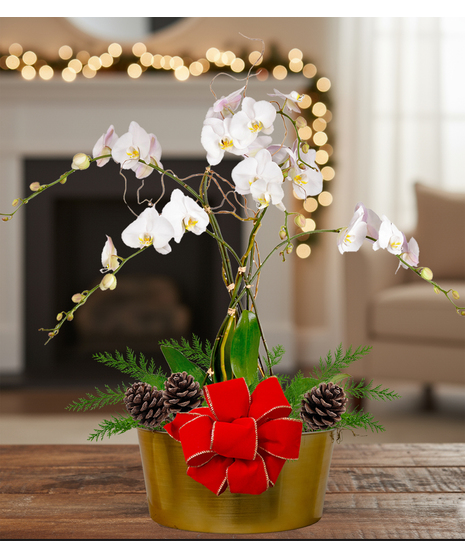 Triple Orchid Holiday Planter