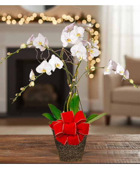 holiday blooming orchid plant delivered baton rouge la