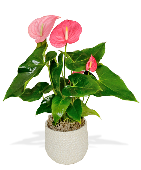 Pink or Red Anthurium Laceleaf Plant in a Ginny Pot delivered in Baton Rouge - Billy Heroman's