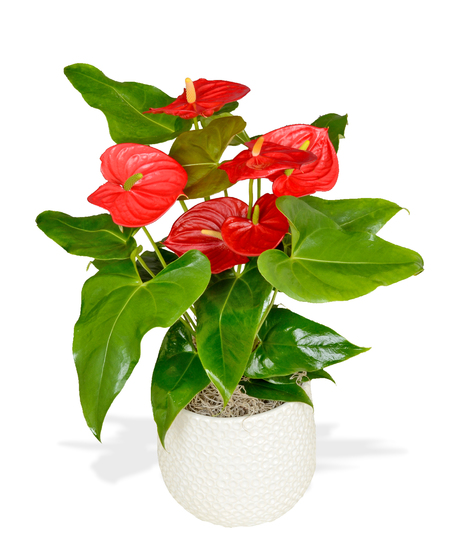 Anthuriums