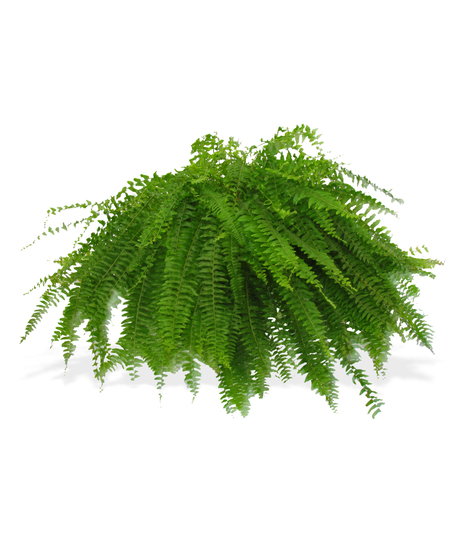 Fern