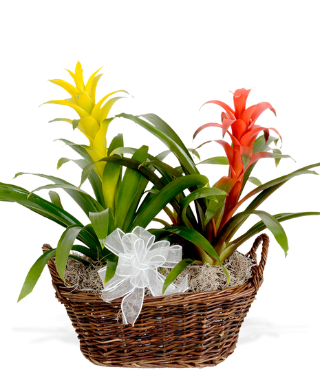 Double Bromeliad Plant