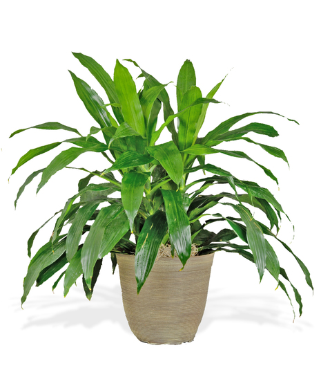 Dracaena - Janet Craig