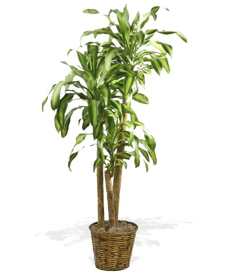 Dracaena Massangeana Green Tree Plant Delivered Baton Rouge LA