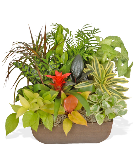 European Garden in Resin Container