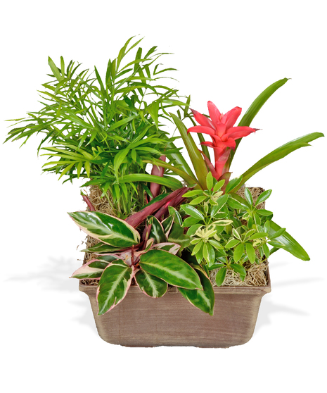 assorted spring blooming plants arranged in basket baton rouge la