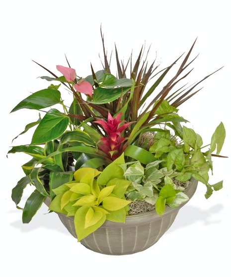 assorted spring blooming plants arranged in basket baton rouge la