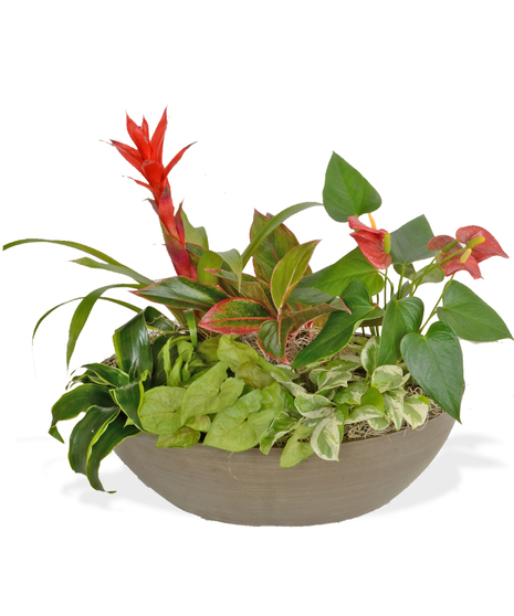 assorted spring blooming plants arranged in basket baton rouge la