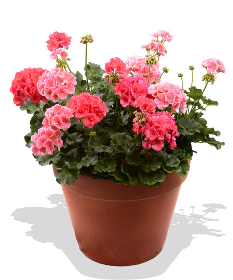 Full Service Geraniums