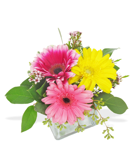 Gerberas in a Glass Cube