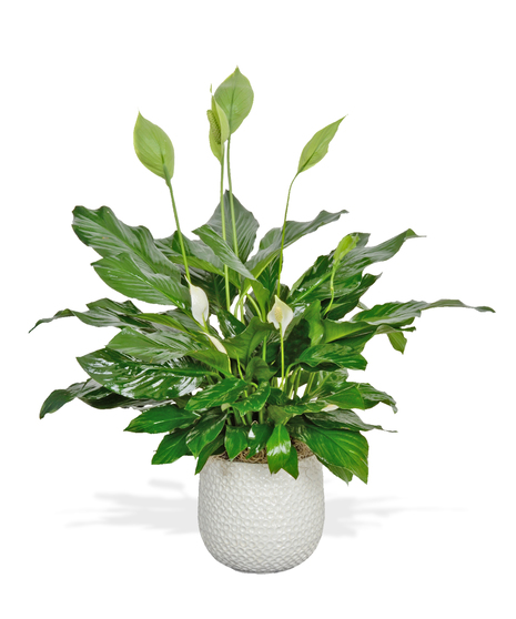 Spathiphyllum Peace Lily Plant Delivery Baton Rouge