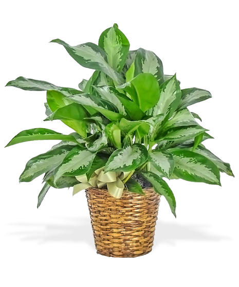 Chinese Evergreen