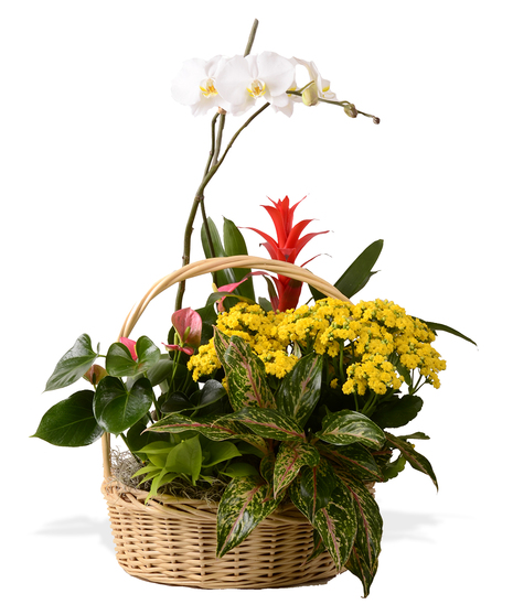 Blooming Garden Basket With Phalo