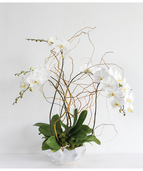Triple Orchid Holiday Blooming Plant