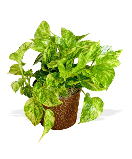 pothos green ivy plant baton rouge la