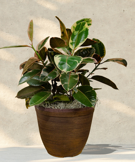 Rubber Tree