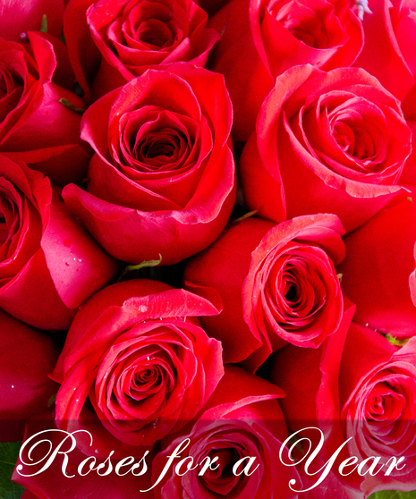 Roses For A Year!