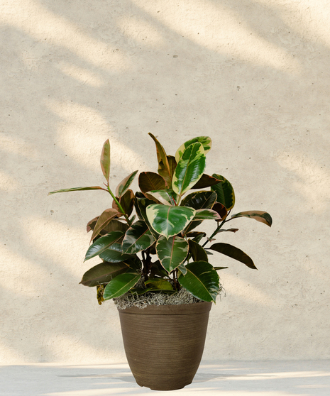 Rubber Tree