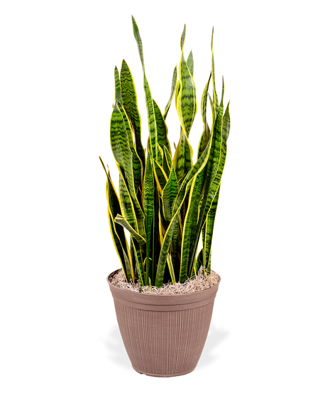 Sansevieria